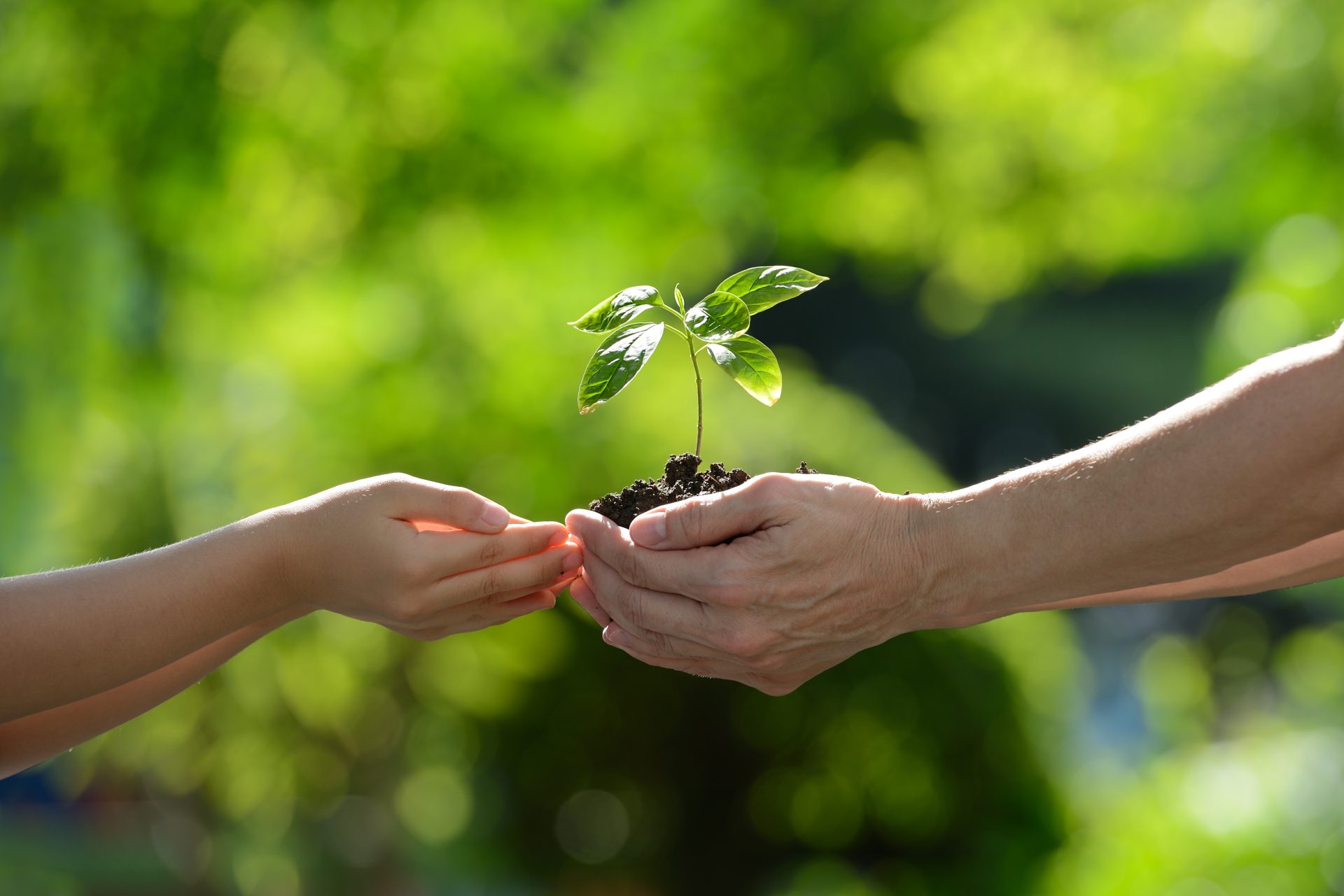 two-hands-holding-together-green-young-plant